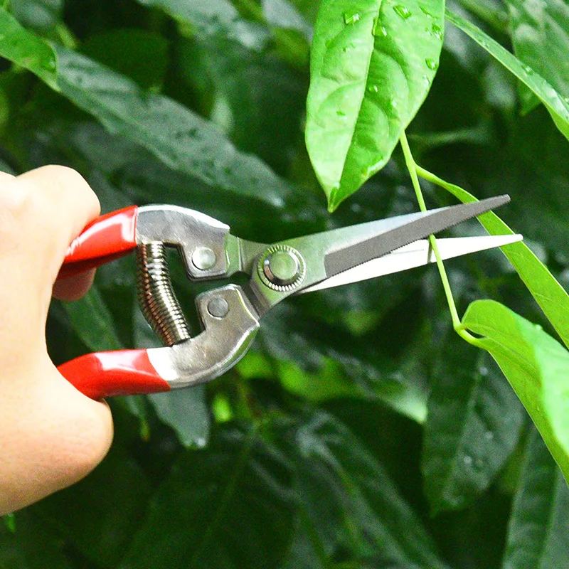ステンレス鋼剪定はさみ園芸はさみ家庭用果物狩りブドウはさみ庭 - Gardening Tools Pink のレビューと価格